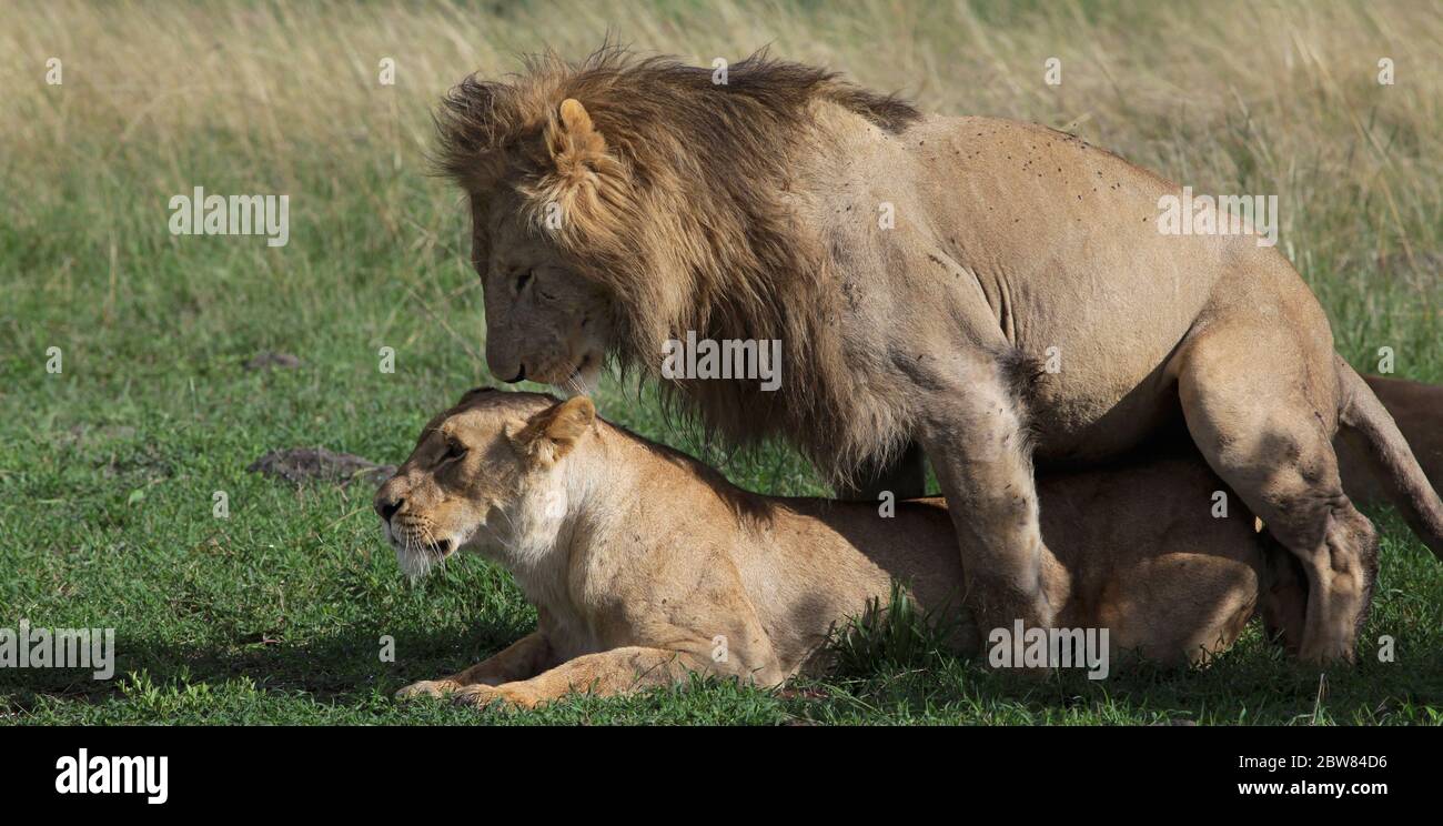 Due leoni si accoppiano all'ombra di un cespuglio nella savana keniana Foto Stock