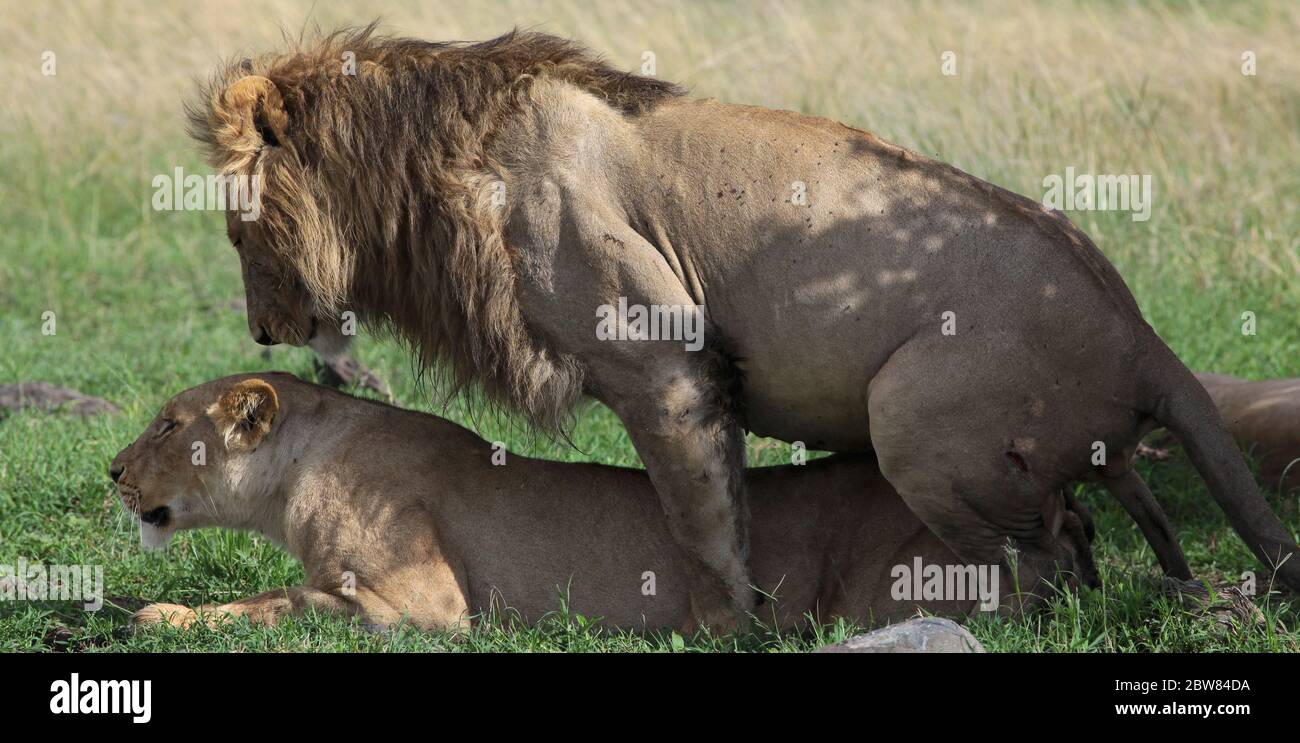 Due leoni si accoppiano all'ombra di un cespuglio nella savana keniana Foto Stock