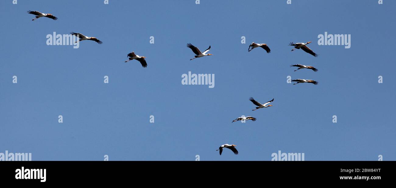 un gregge di uccelli da cicogne giallo-fatturate con ali sparse in formazione nel cielo blu scuro e senza nuvole Foto Stock