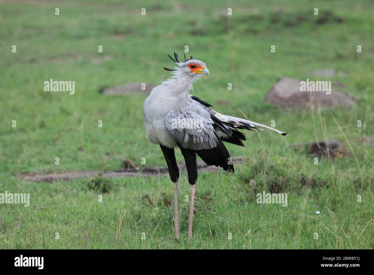 Un uccello segretario con caratteristico piumaggio percorre le verdi praterie della savana keniana alla ricerca di cibo Foto Stock