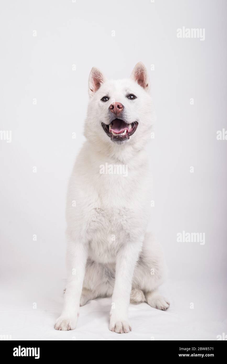 Bianco taglia media bel cane Kishu Inu Foto Stock