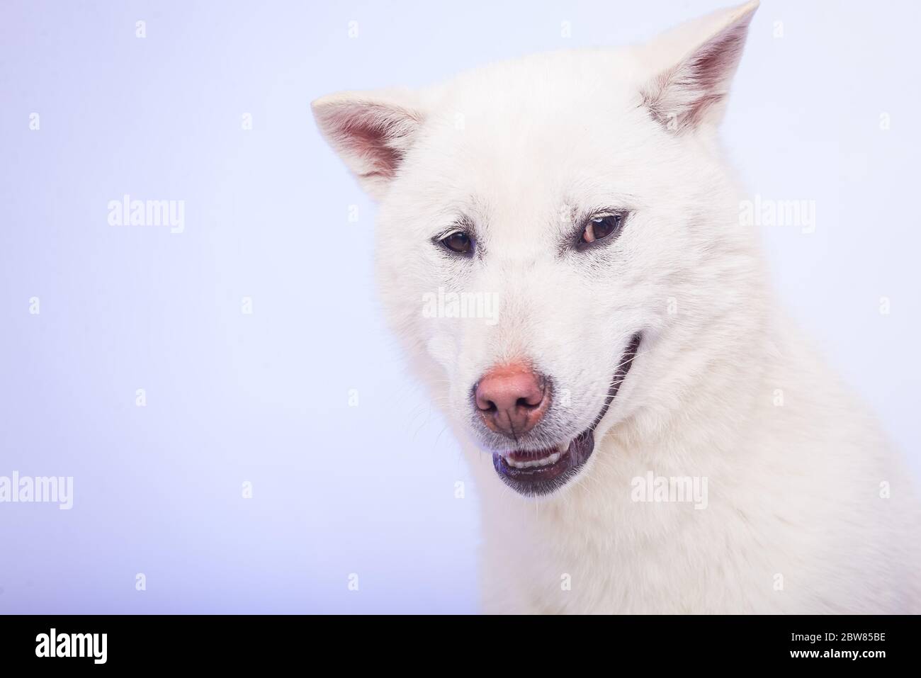 Bianco taglia media bel cane Kishu Inu Foto Stock