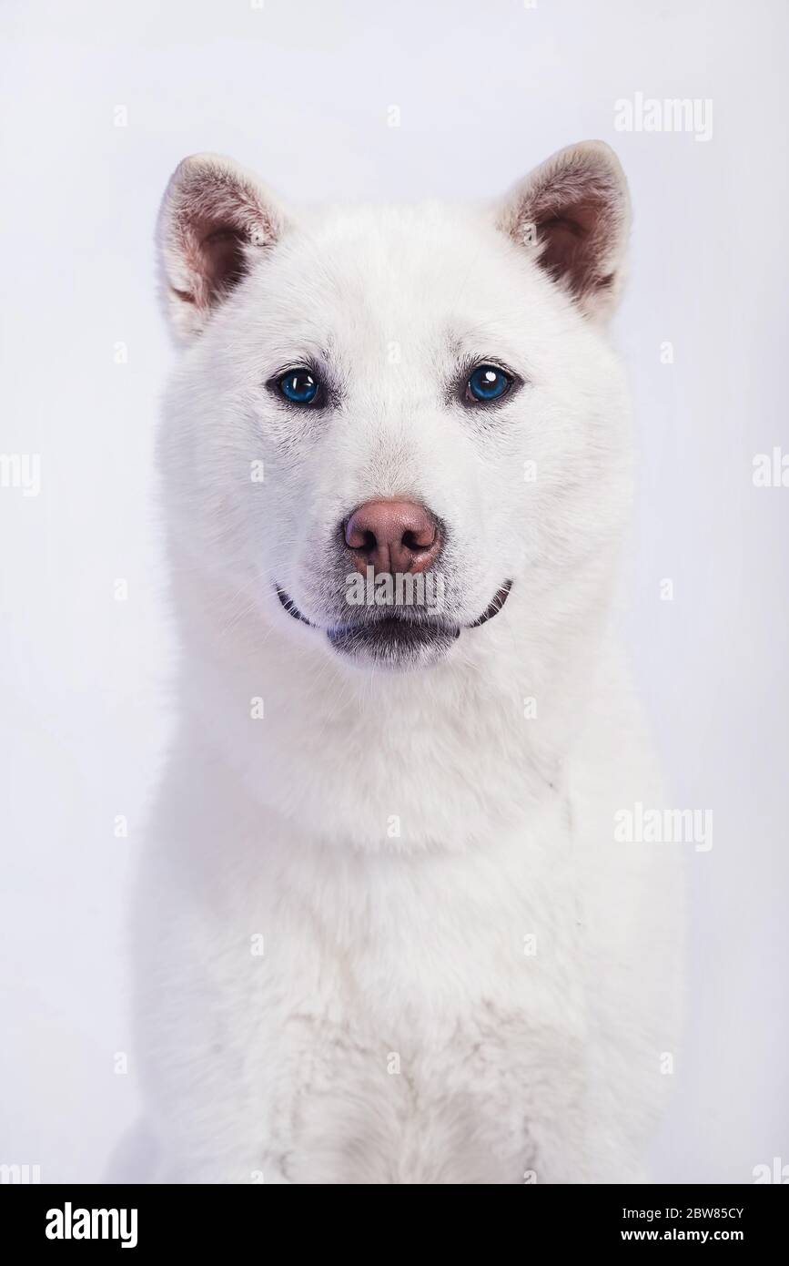 Bianco taglia media bel cane Kishu Inu Foto Stock