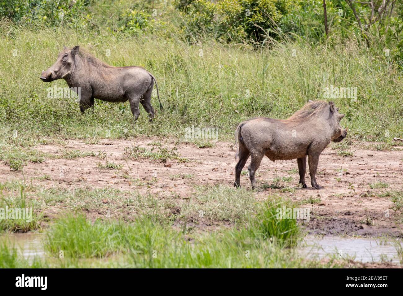 Warthogs, Parco di Hluhluwe-iMfolozi, KwaZulu Natal, Sudafrica Foto Stock