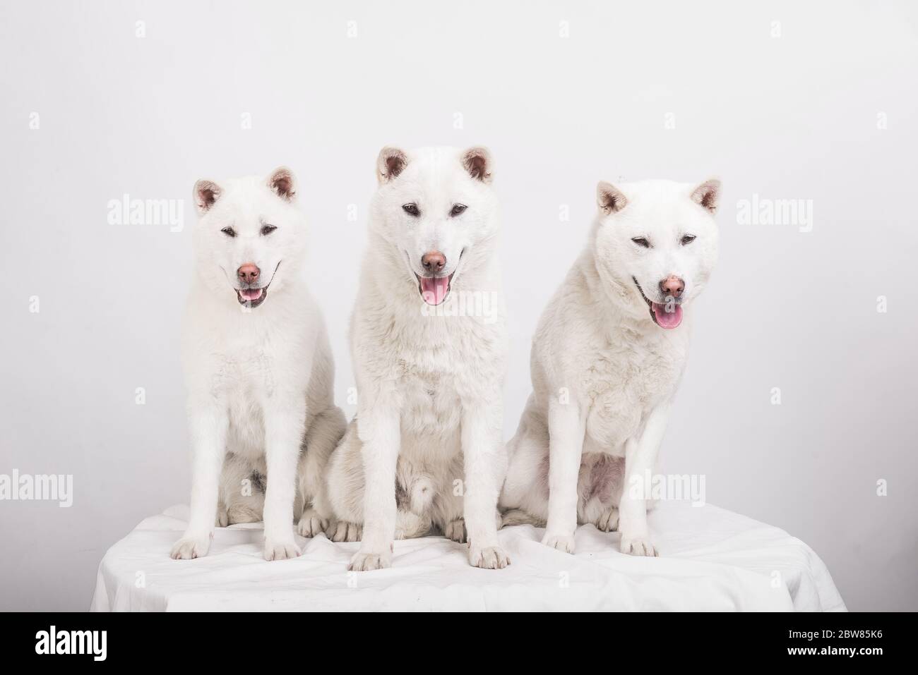 Bianco taglia media bel cane Kishu Inu Foto Stock