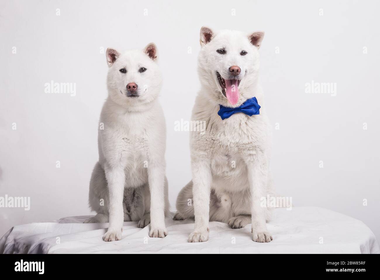 Bianco taglia media bel cane Kishu Inu Foto Stock