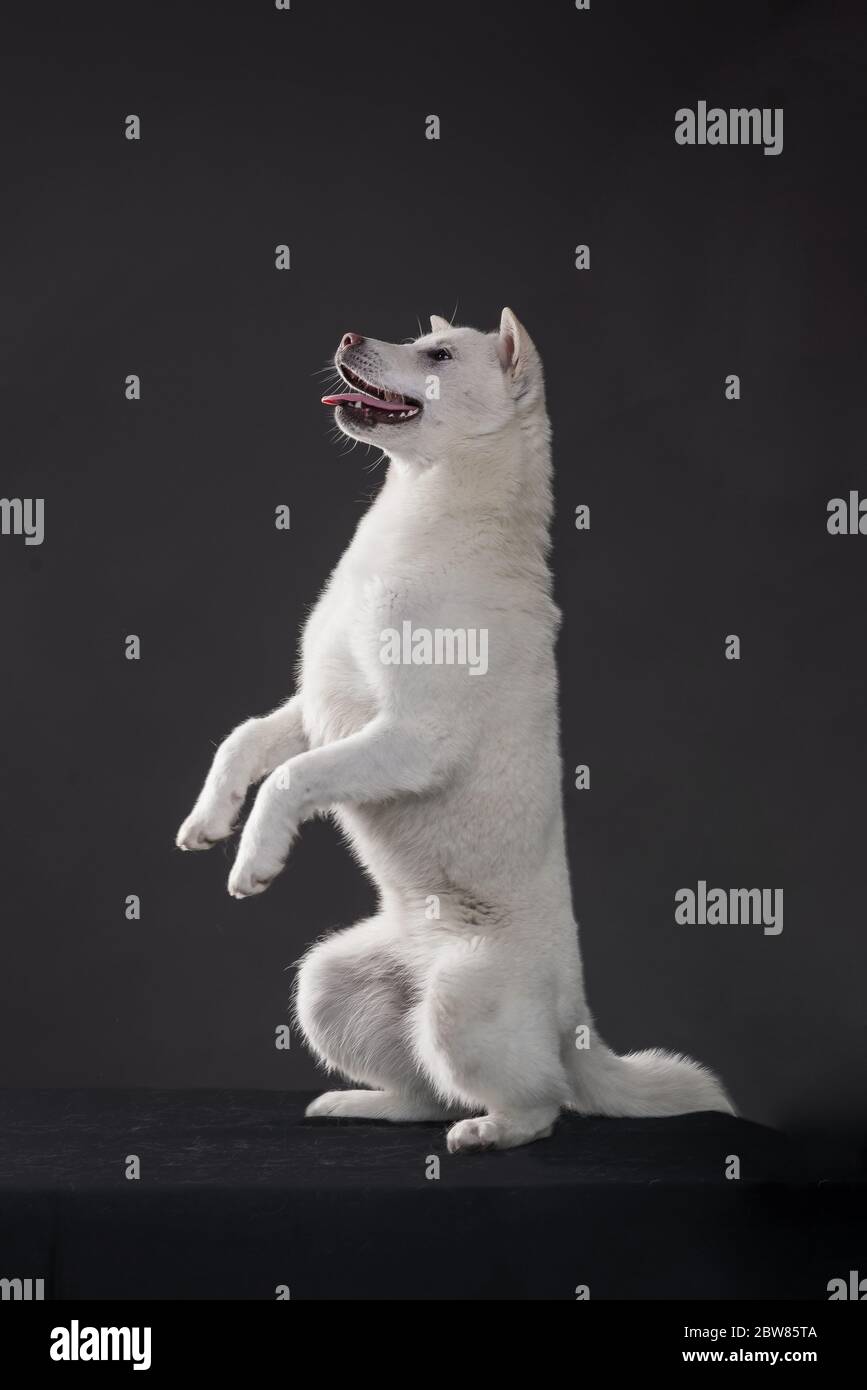 Bianco taglia media bel cane Kishu Inu Foto Stock