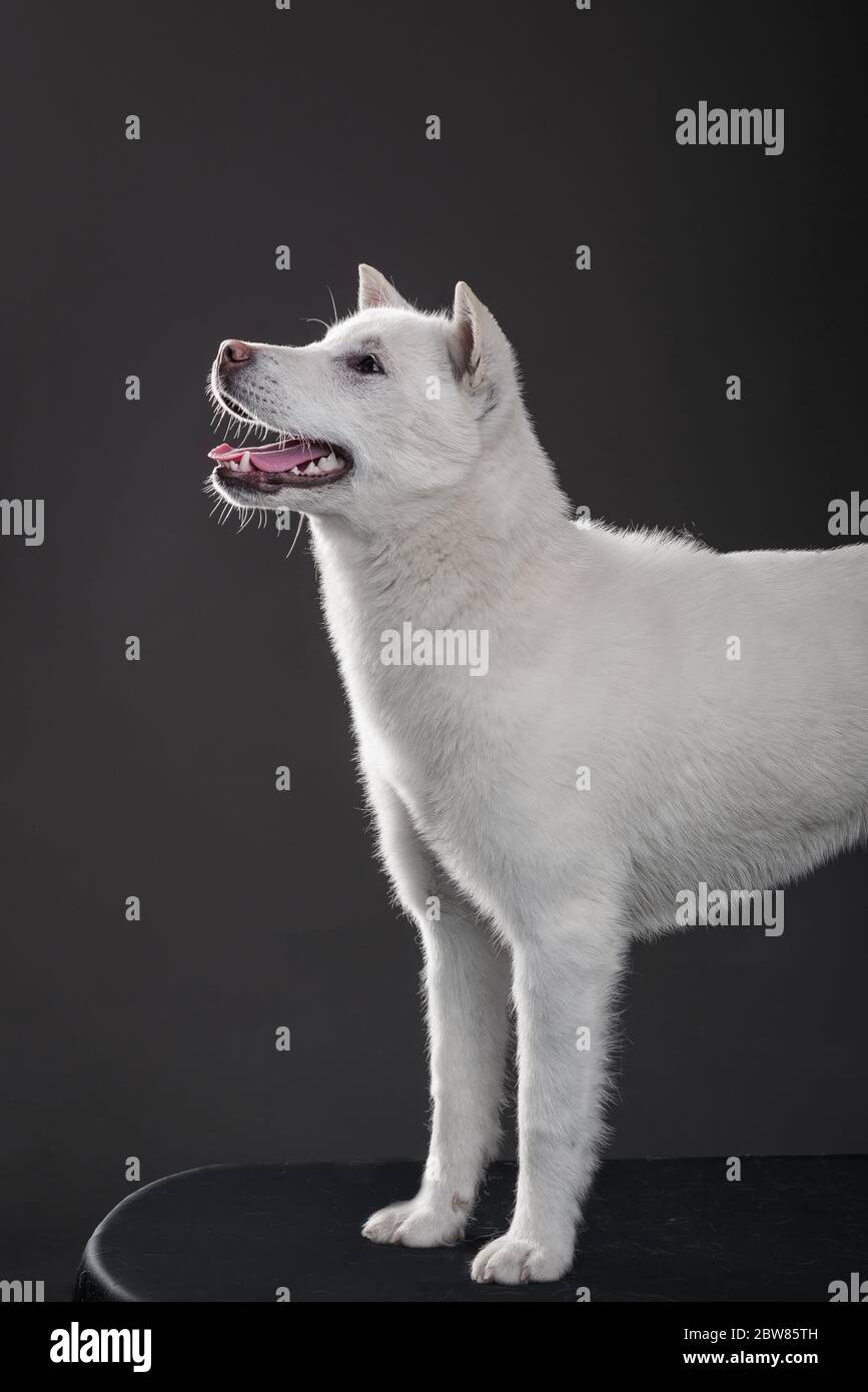 Bianco taglia media bel cane Kishu Inu Foto Stock
