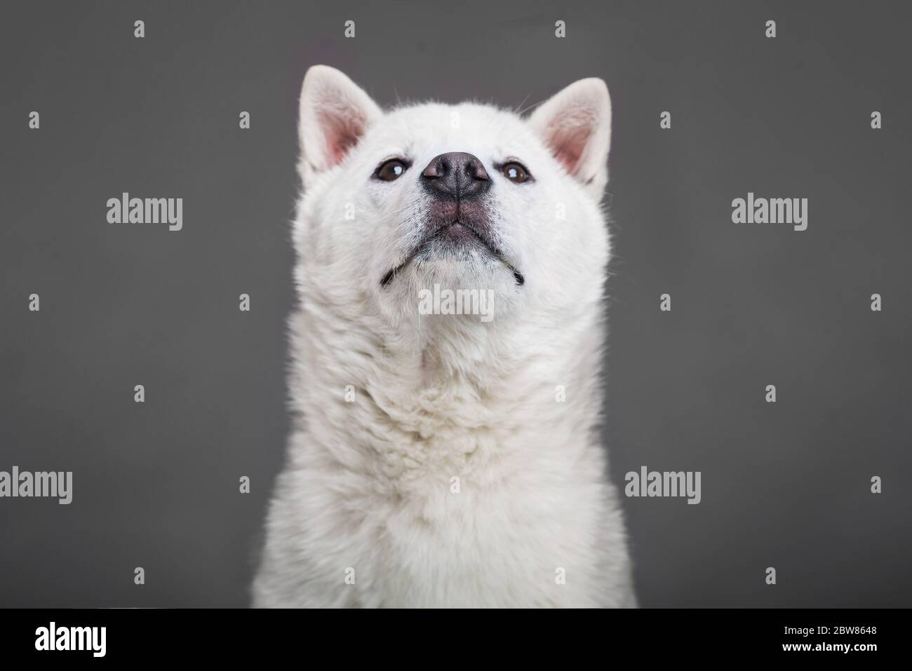 Bianco taglia media bel cane Kishu Inu Foto Stock