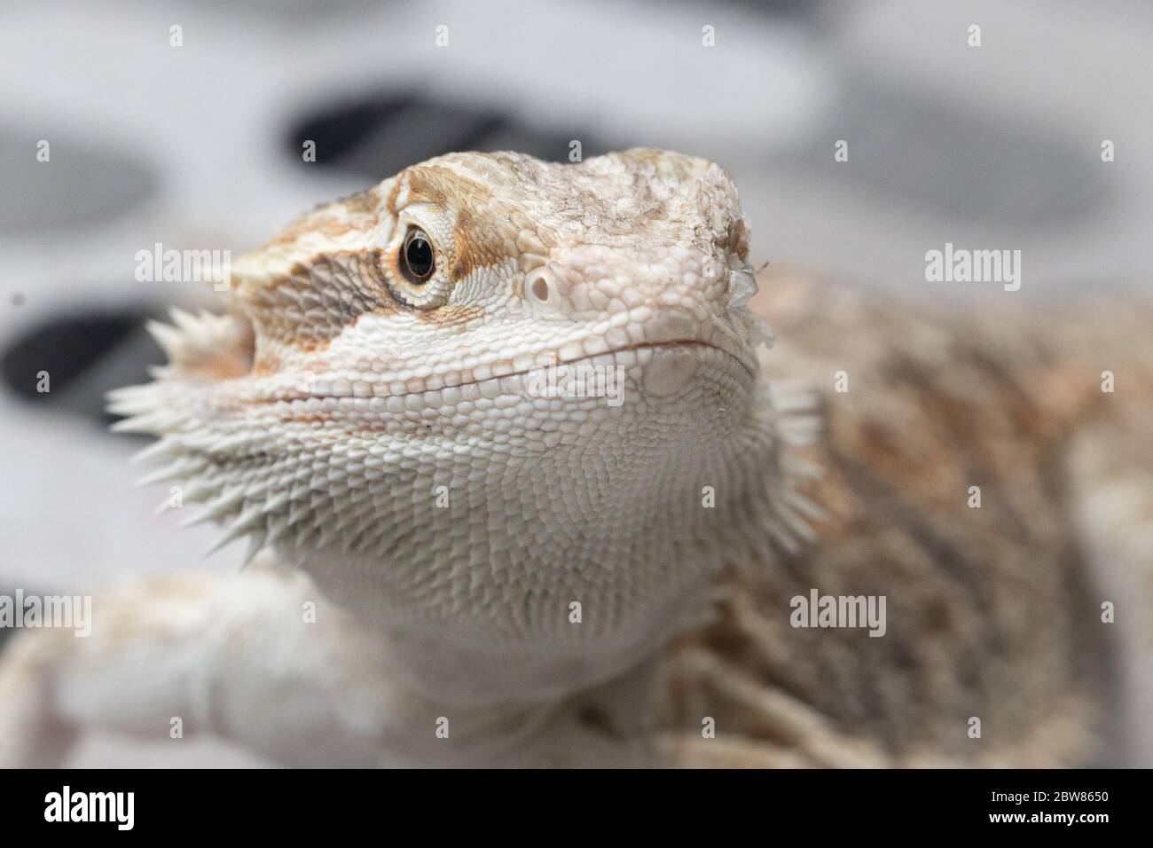 Bearded Dragon lizard rettile animale domestico Foto Stock