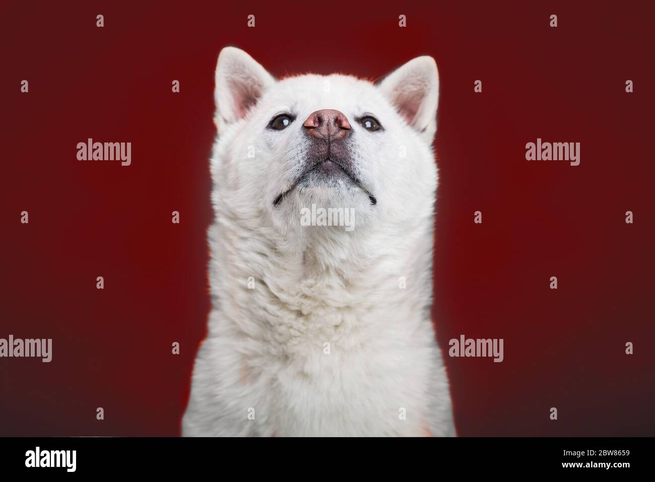 Bianco taglia media bel cane Kishu Inu Foto Stock