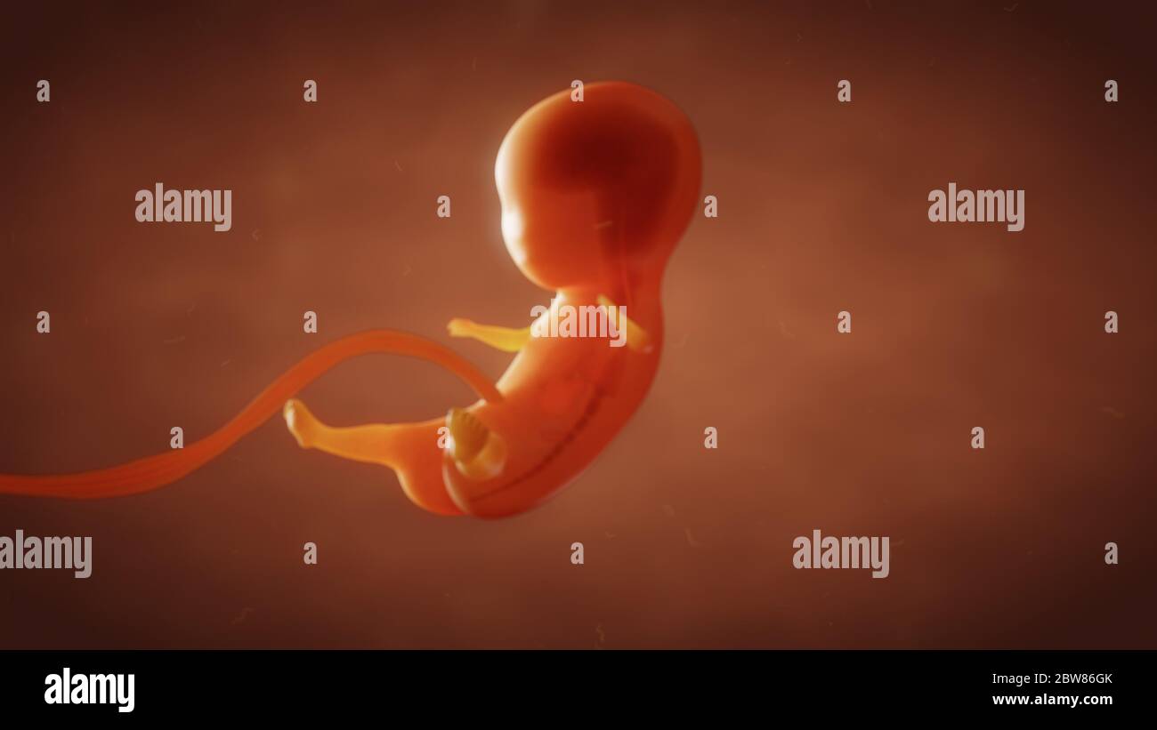 Illustrazione 3D della formazione del feto del bambino nell'utero Foto Stock