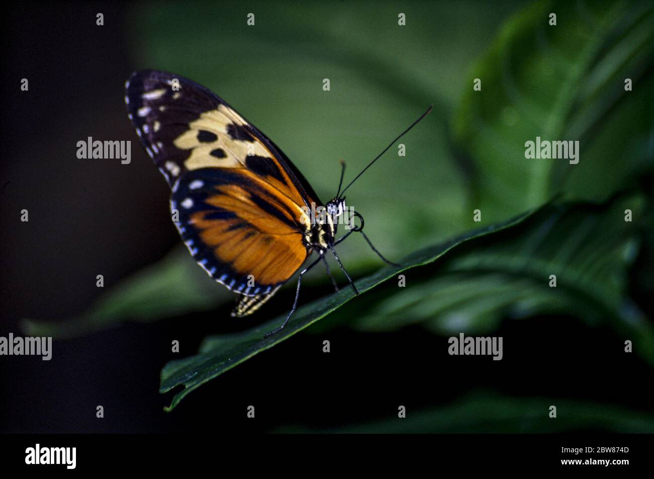 Black, Orange e Yellow Hecale Longwing (Heliconius hecale) farfalla poggiata su una foglia con uno sfondo scuro Foto Stock