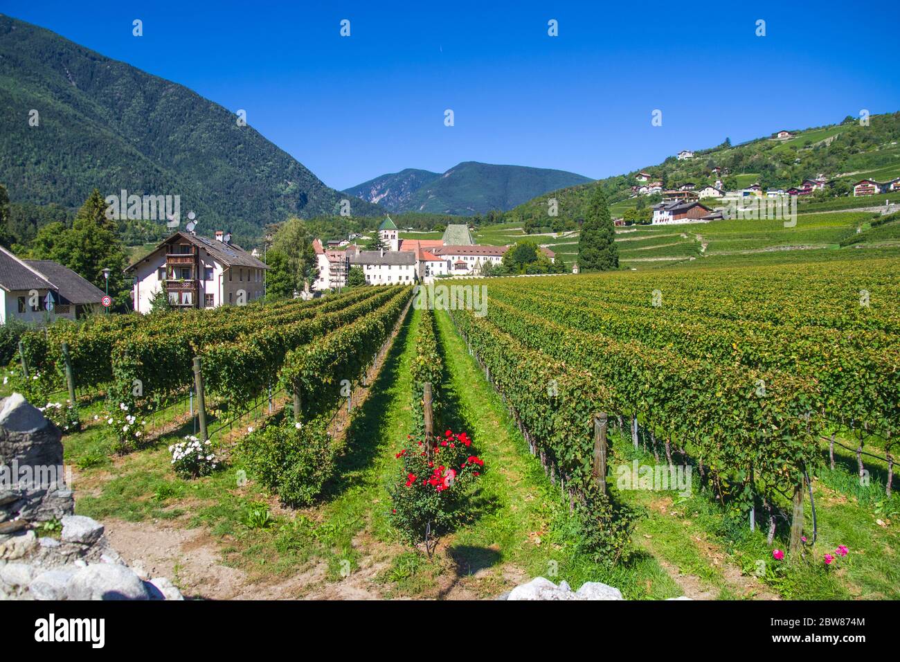 splendidi vigneti dell'abbazia di novacella, in italia, tirolo, antico monastero alpino, con il monastero sullo sfondo, chiesa, campanile, cel Foto Stock