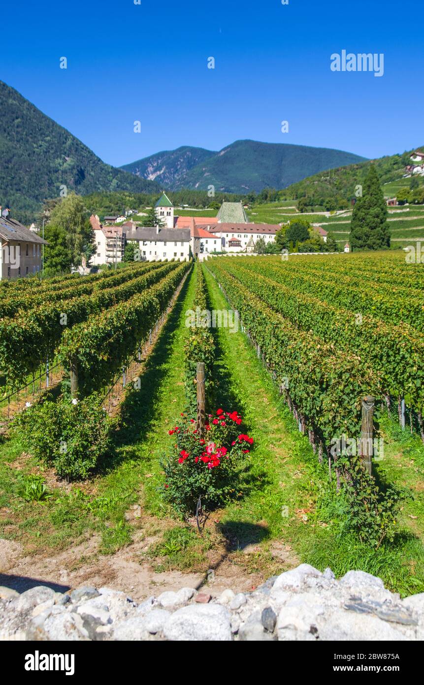 splendidi vigneti dell'abbazia di novacella, in italia, tirolo, antico monastero alpino, con il monastero sullo sfondo, chiesa, campanile, cel Foto Stock