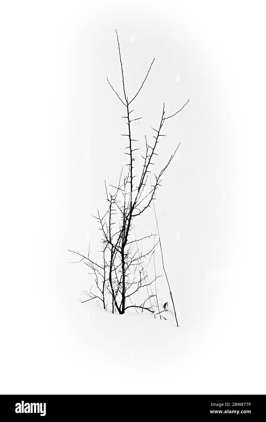 Sfondo minimalista con tasti alti e piani silhouette in inverno Foto Stock