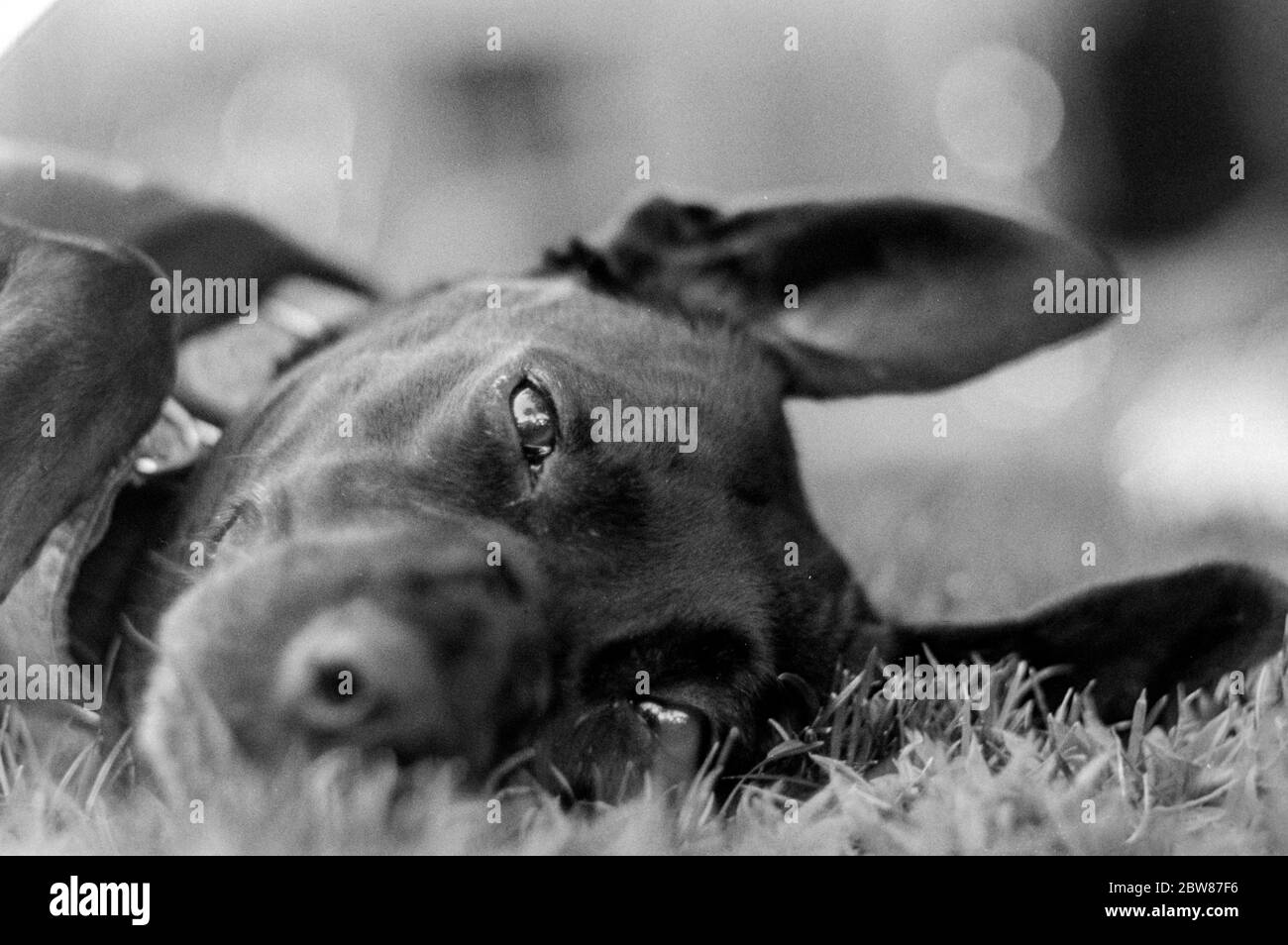 Ritratto bianco e nero di un cane nero felice e sorridente che giace nell'erba Foto Stock