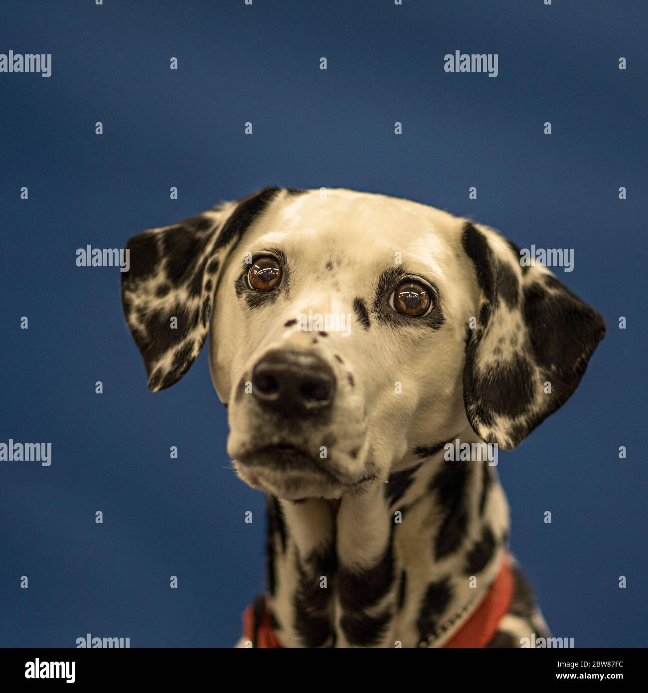 Ritratto dalmata su sfondo Blu solido Foto Stock