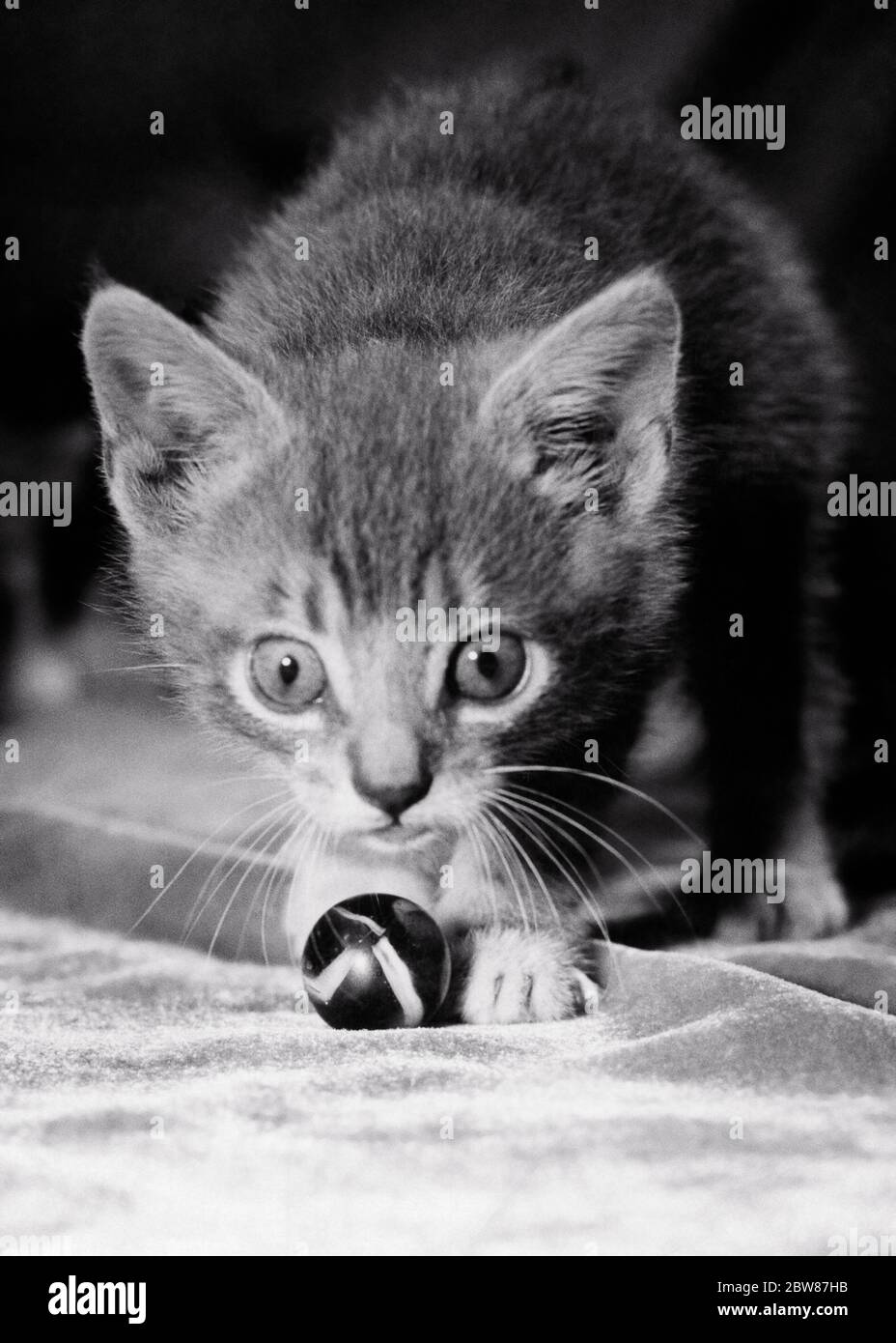 TABBY CAT KITTEN CON OCCHI LARGHI ANNI '50 CON MOTIVO A M DI FORMA FRONTE CHE MANTIENE GLI OCCHI SALDAMENTE SULLA PALLA - C3552 HEL001 HARS IL SUO CORAGGIO ECCITAZIONE FELINO LEADERSHIP COMICA FELINI O GRANDANGOLO MESSO A FUOCO MANTENERE KITTY MAMMAL WHISKER NERO E BIANCO CONCENTRAZIONE CONCENTRAZIONE M VECCHIO STILE Foto Stock
