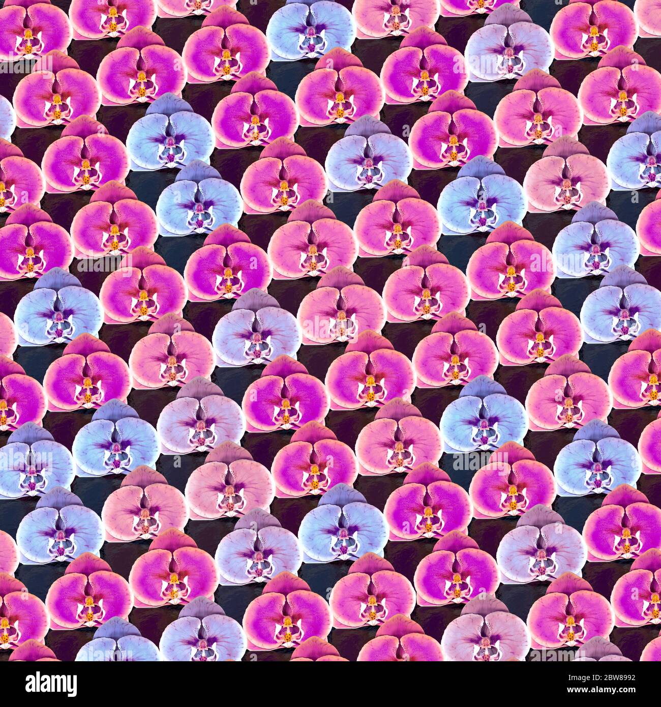 Sfondo di fiori di orchidee blu e rosa Foto Stock