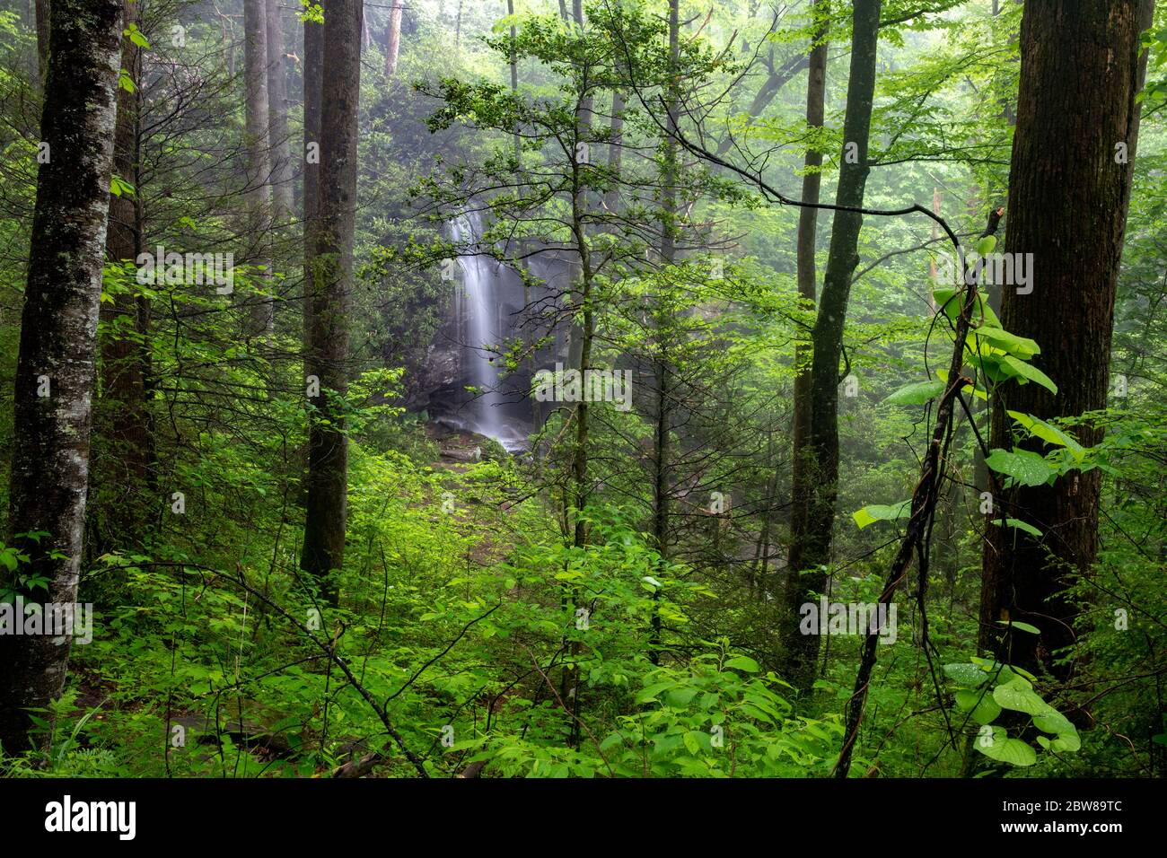 Vista delle Slick Rock Falls attraverso la foresta in primavera - Pissgah National Forest, Brevard, North Carolina, Stati Uniti Foto Stock