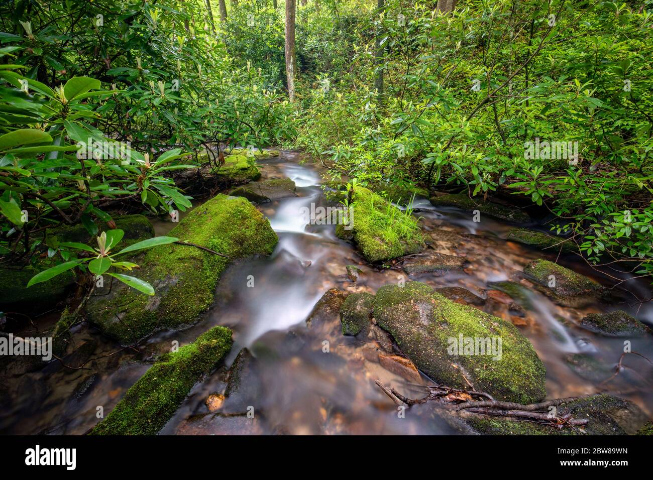 Cascade on Rockhouse Creek - Pisgah National Forest, Brevard, North Carolina, Stati Uniti Foto Stock