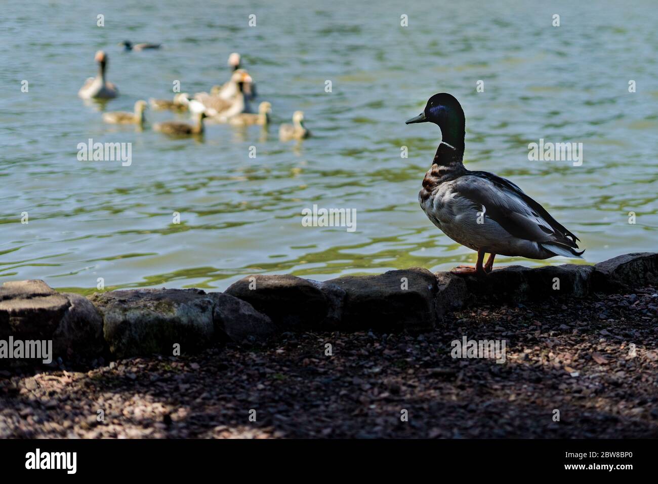 Stile di vita delle anatre Foto Stock