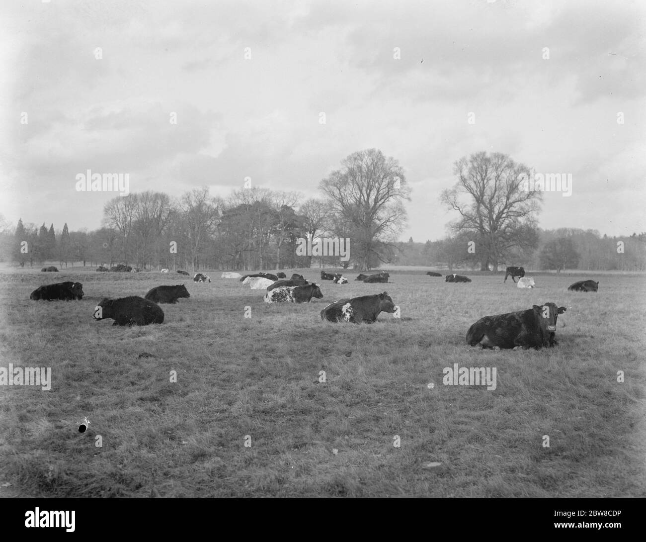 Un'azienda agricola australiana in Inghilterra : ideale per l'addestramento Empire Land a Lynford Hall , Norfolk . 30 gennaio 1926 Foto Stock