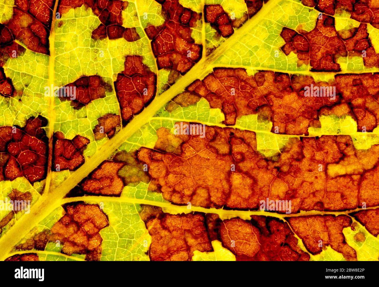 Colore della foglia di cottonwood nero (Populus trichocarpa) in autunno. Le foglie sono venate a rete (venazione reticolata), e il cambiamento di colore avviene con la zizzetta Foto Stock