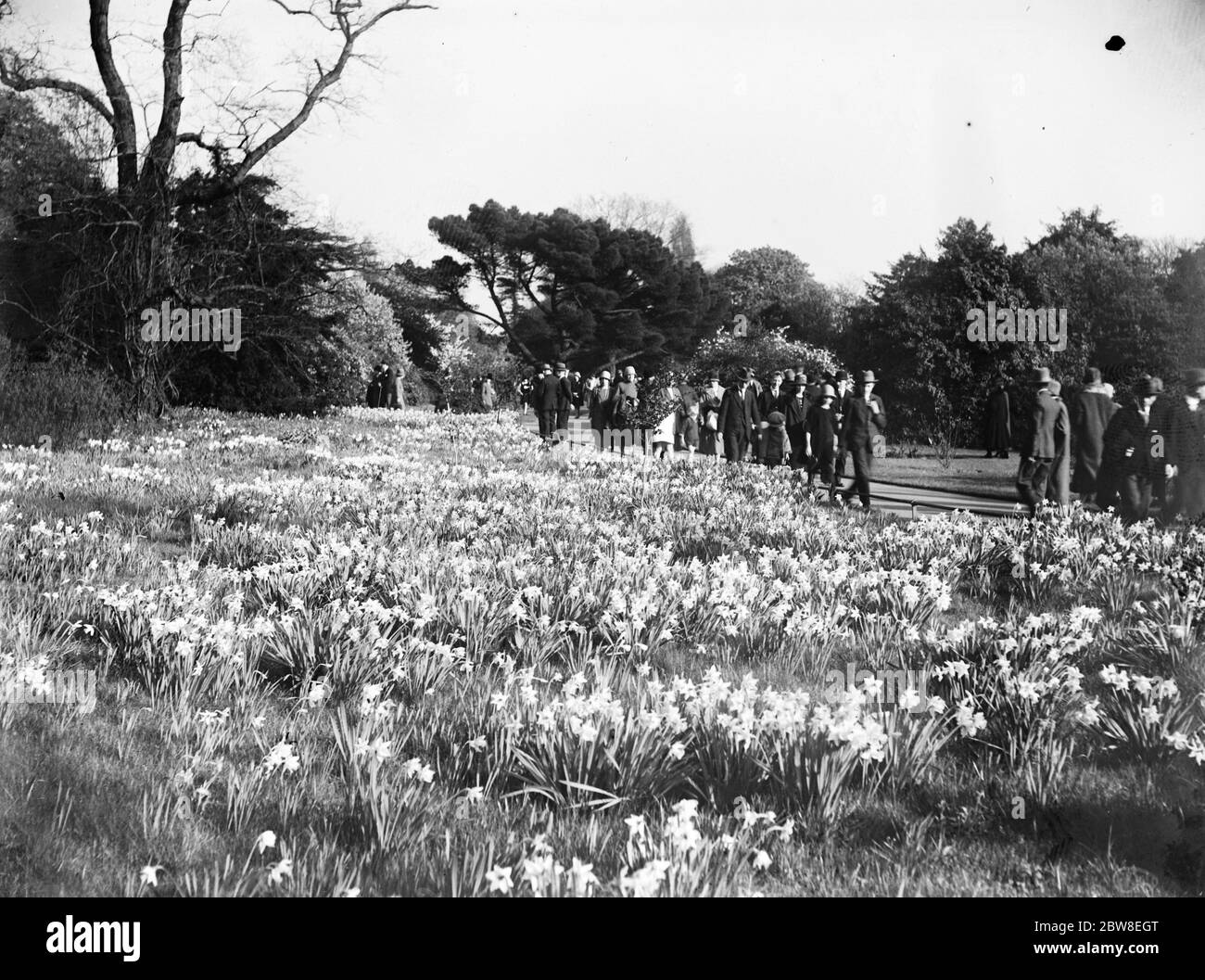 Tra i narcisi di Kew . Una vista dorata dei Daffs visto entrando nei giardini. 6 aprile 1926 Foto Stock