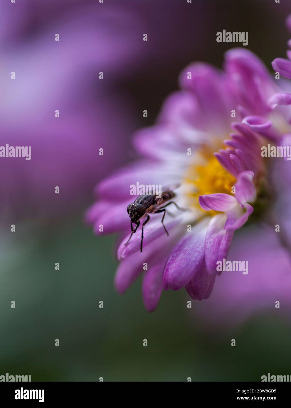 il fiore e la mosca Foto Stock