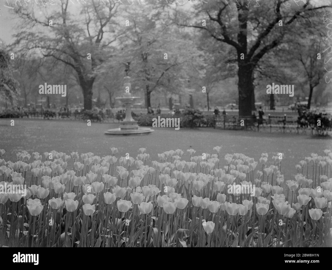 Il coraggioso spettacolo di tulipani britannici ad Hyde Park . Questa fotografia mostra la maestosa schiera di queste magnifiche fioriture vicino alla Row . 18 maggio 1932 Foto Stock