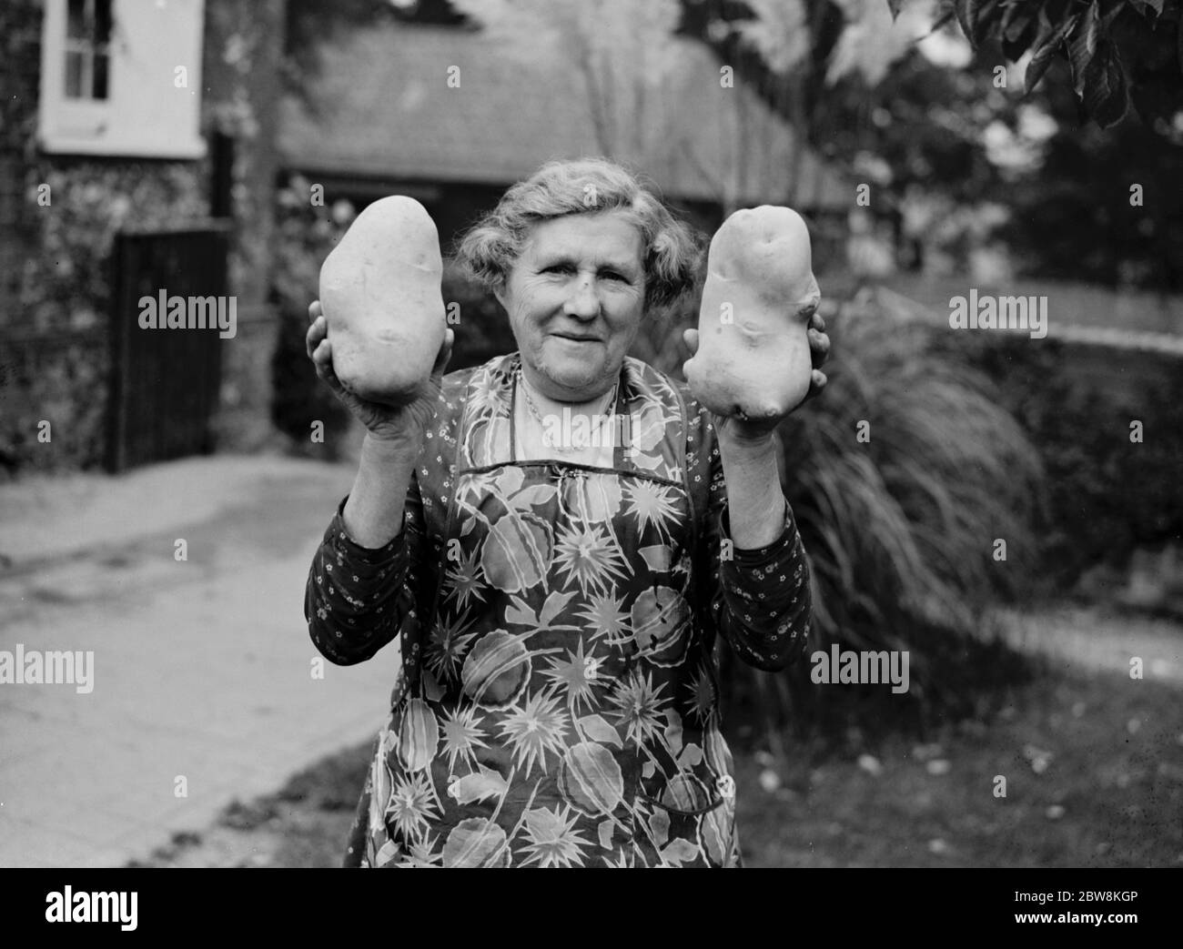 Patate giganti per la signora Palmer, Horton Kirby. 13 ottobre 1937 Foto Stock