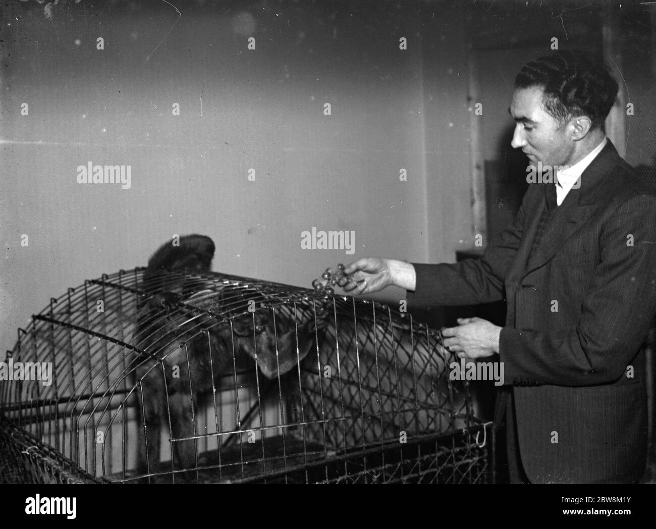 Una scimmia gabbiata - solo uno degli animali domestici custoditi a Kemnel Warren, Chislehurst, Kent dalla signora McLaren Morrison. 1935 Foto Stock