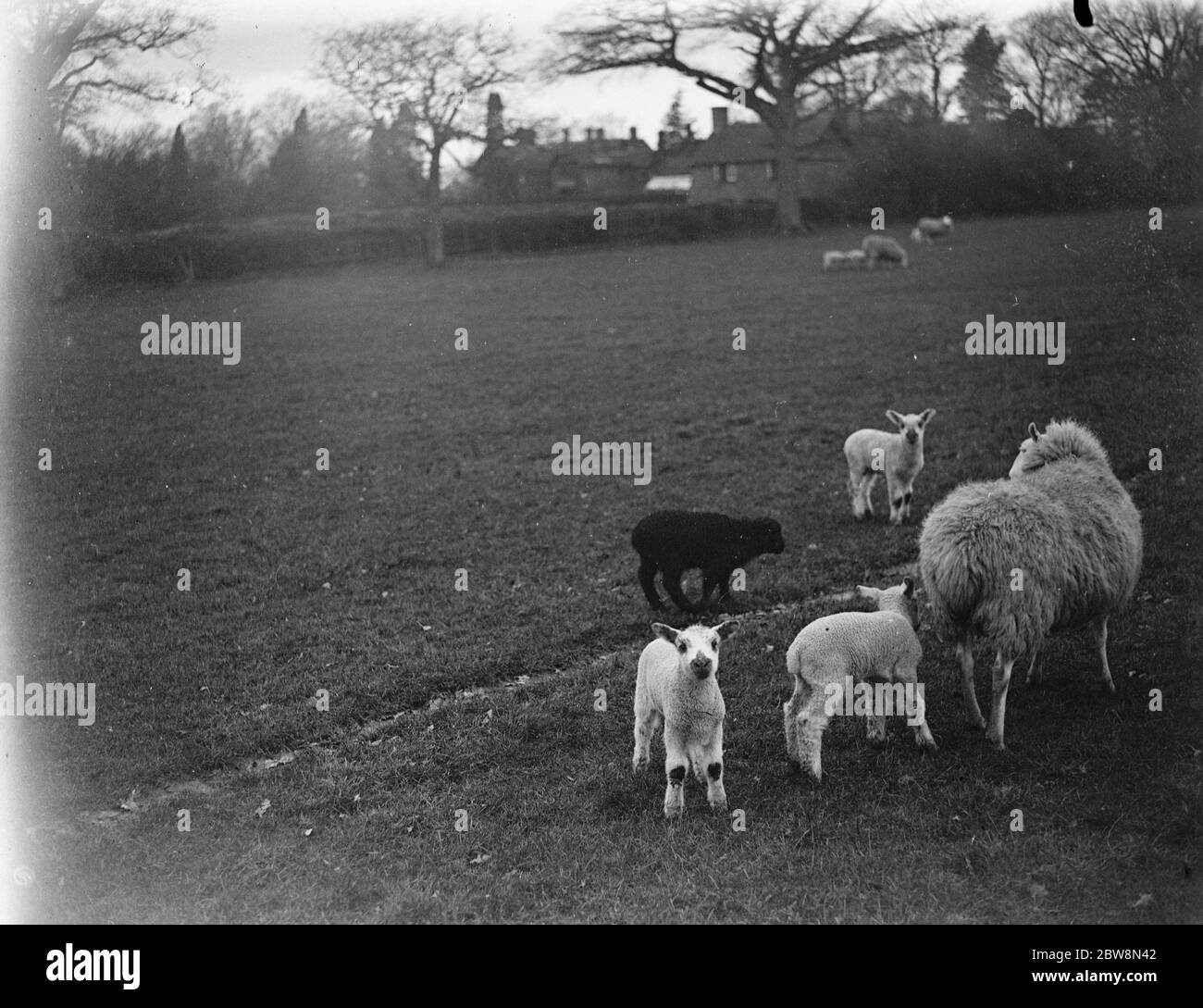 Ewe con i suoi agnelli , uno di loro nero , Westerham , Kent . 1935 Foto Stock