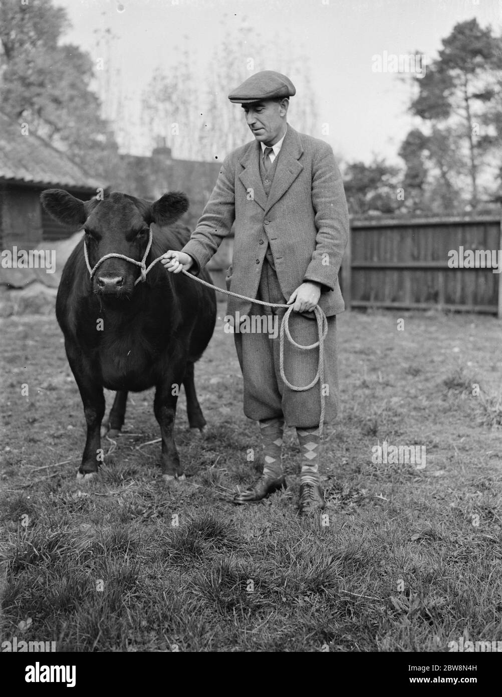 Cecil Twist , agente bovino . E Clifton Brown . Uomo in piedi con una mucca . 1937 Foto Stock