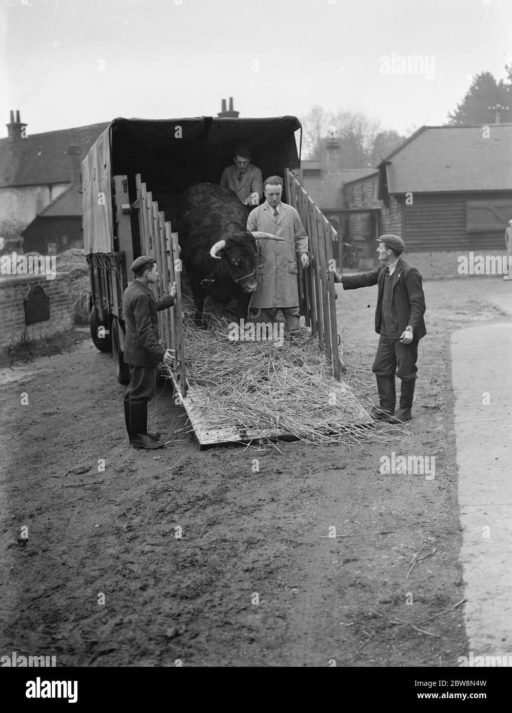 Un toro scaricato da un camion Bedford . 1937 Foto Stock