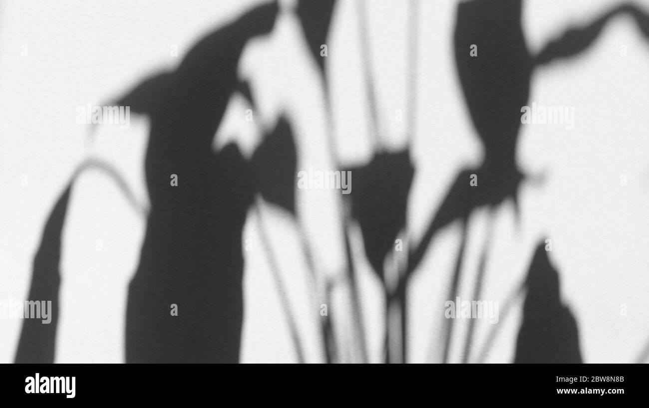 Lascia ombre su carta grigia pastello. Backgorund monocromatico astratto. Foto di scorta. Foto Stock