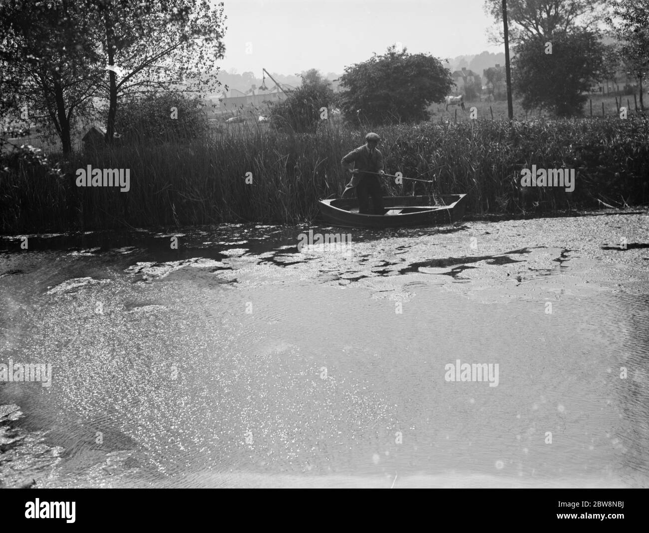 Un barman in una piccola barca a remi libera le erbacce dal fiume Cray a Orpington . 1936 Foto Stock