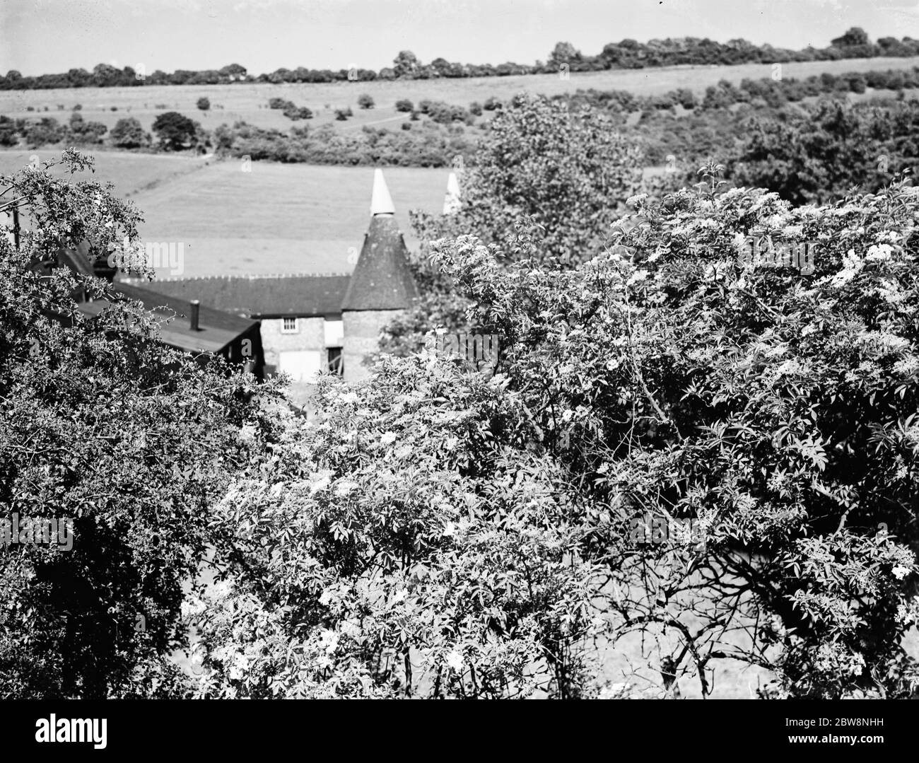 Fiori di sambuco in Maplescombe fare un bel primo piano per le case di arrosto . 1936 Foto Stock