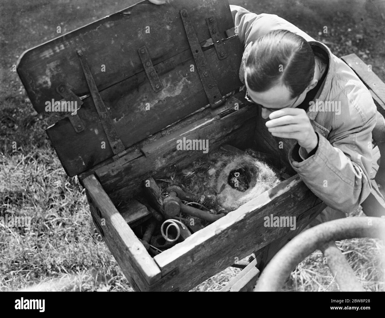 Tomtit nidifica nella cassetta degli attrezzi in Lenham . 1936 Foto Stock