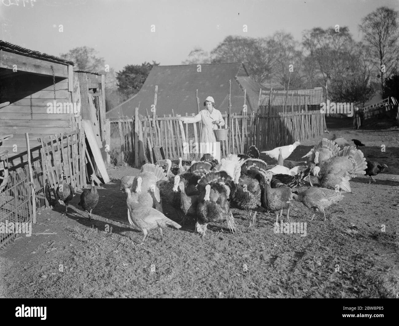 Tacchini in un'azienda agricola in alimentazione di Frant . 1937 . Foto Stock