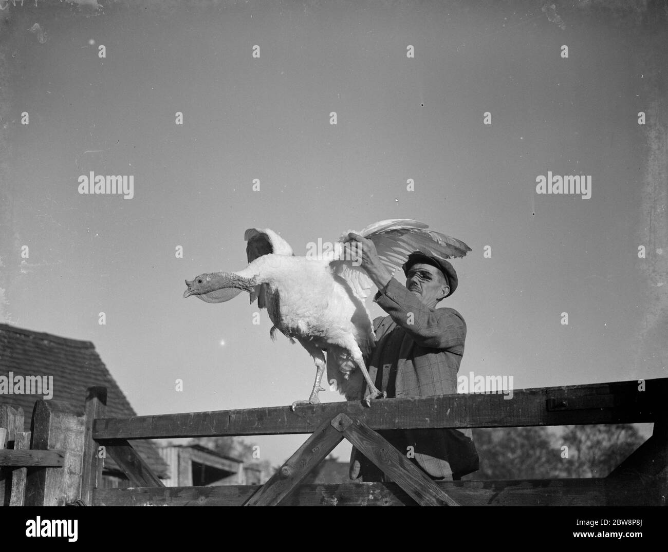 Il signor W R Gaines mostra uno dei suoi tacchini nella sua fattoria a Frant, Sussex orientale. 1937 . Foto Stock