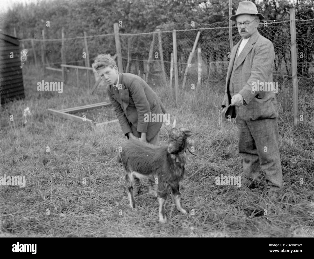 Guardando una capra ferita . 1935 Foto Stock