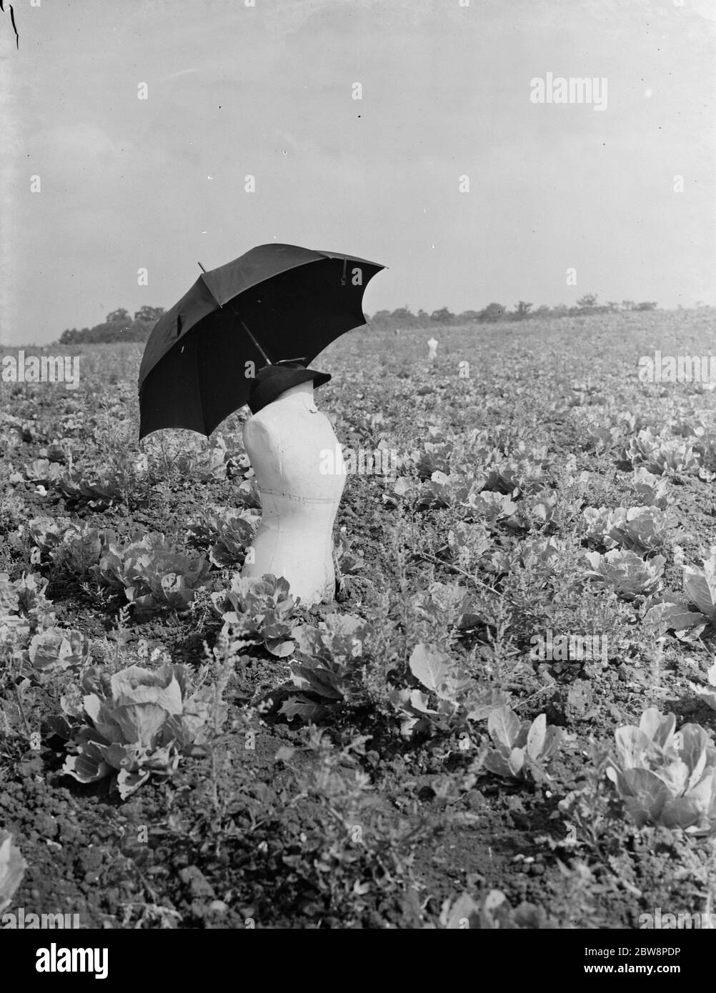 Lo Scarecrow in un campo agricolo fatto da un manichino di dressmaker a Swanley . 1938 . Foto Stock