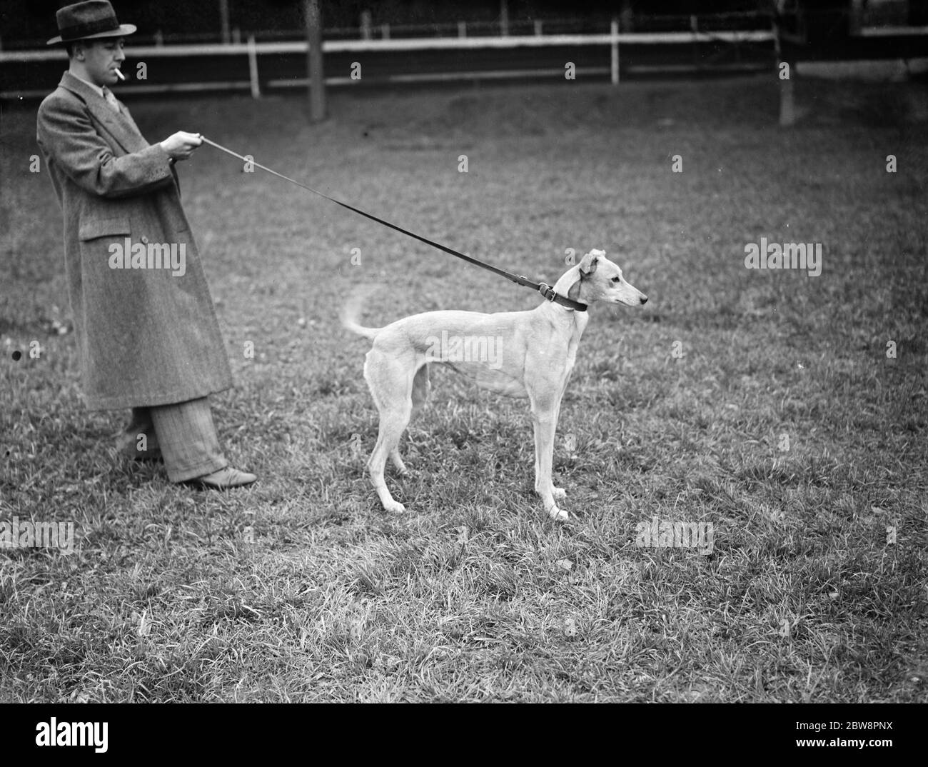 Uno dei grigidi che corre alla pista di Crayford cane . 1937 Foto Stock