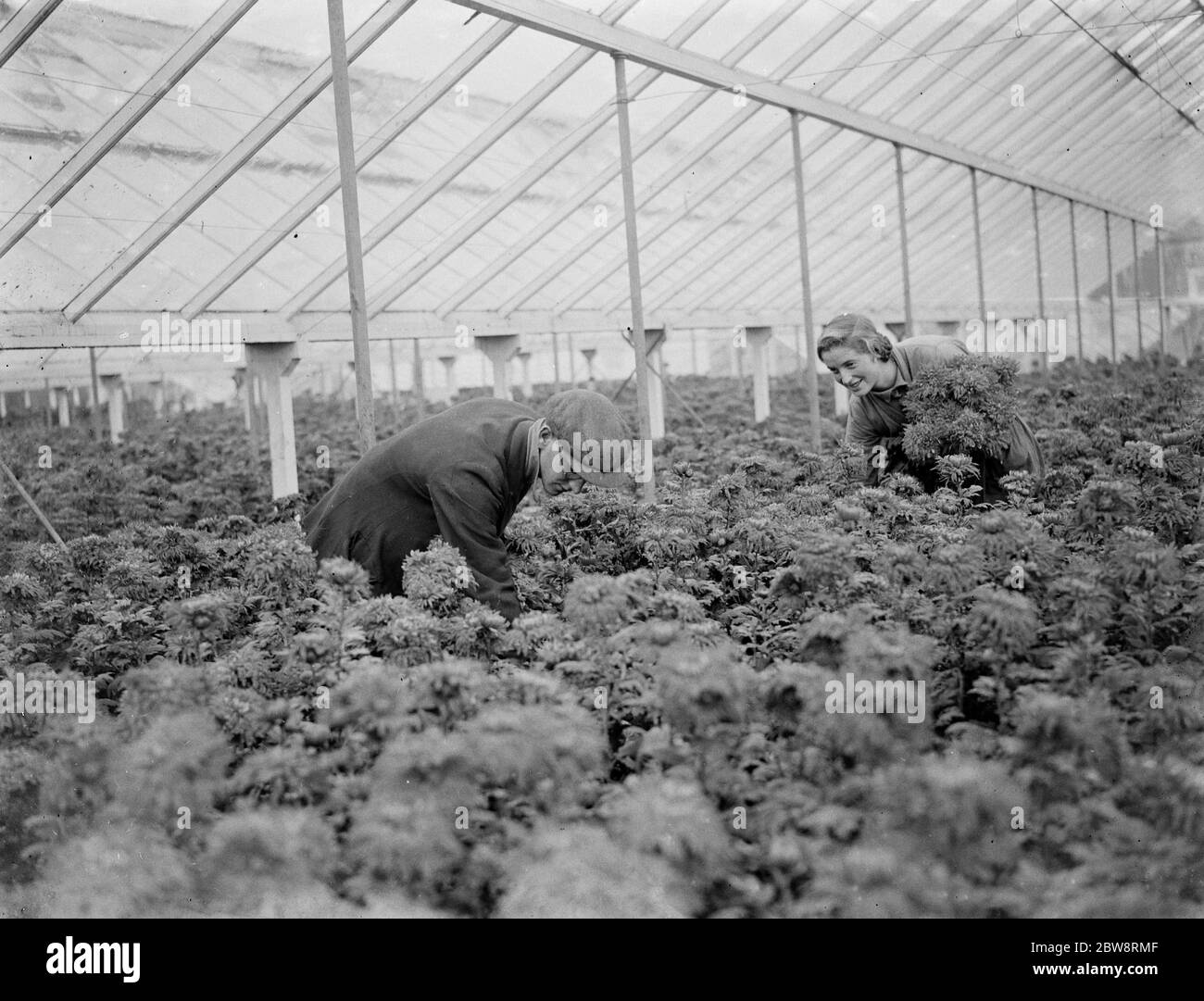 Raccoglitori di fiori che raccolgono i crisantemi invernali a Chapman . 1935 Foto Stock