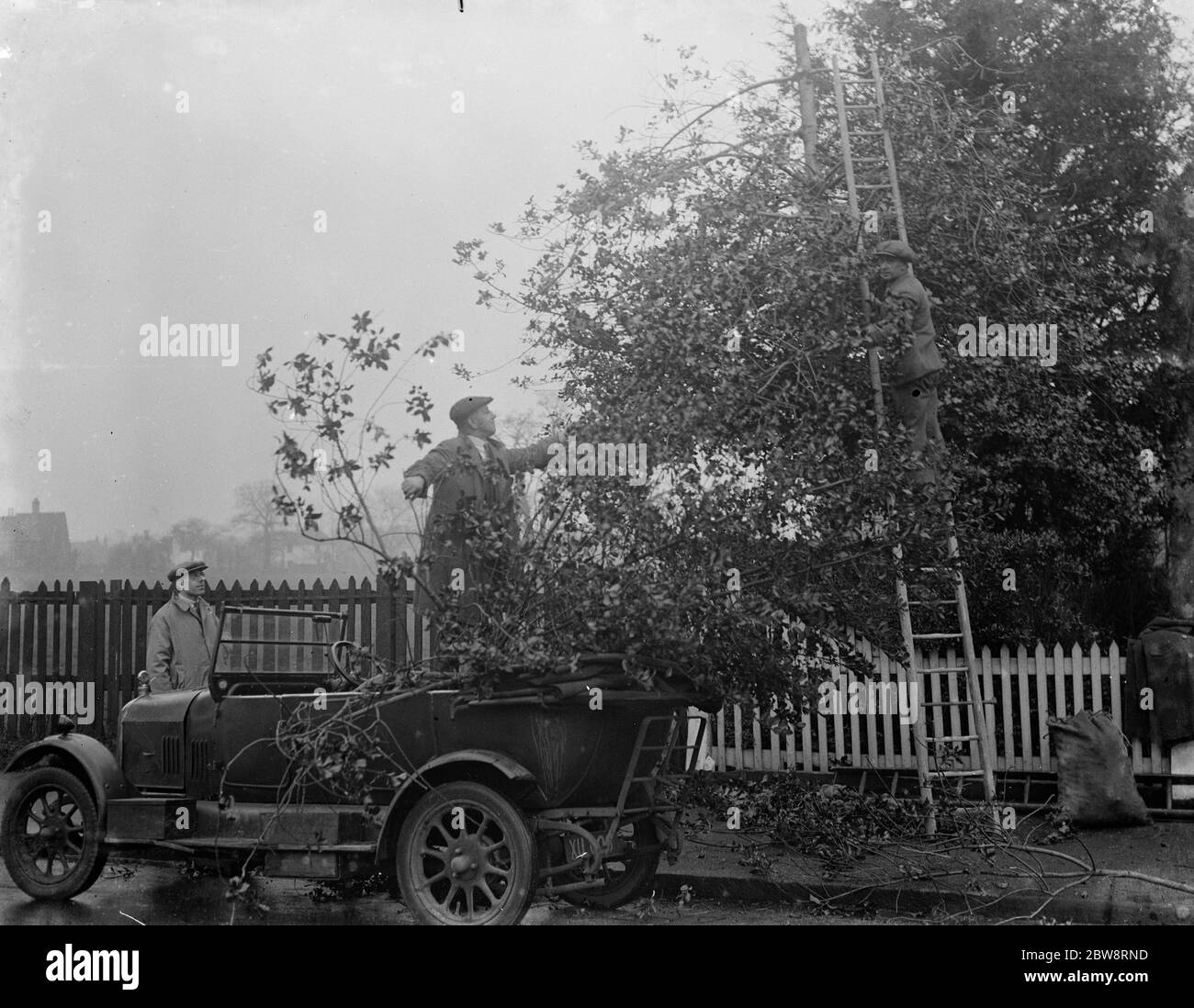 Uomini che tagliano agrifoglio per Natale a Chislehurst , Kent . 1935 Foto Stock
