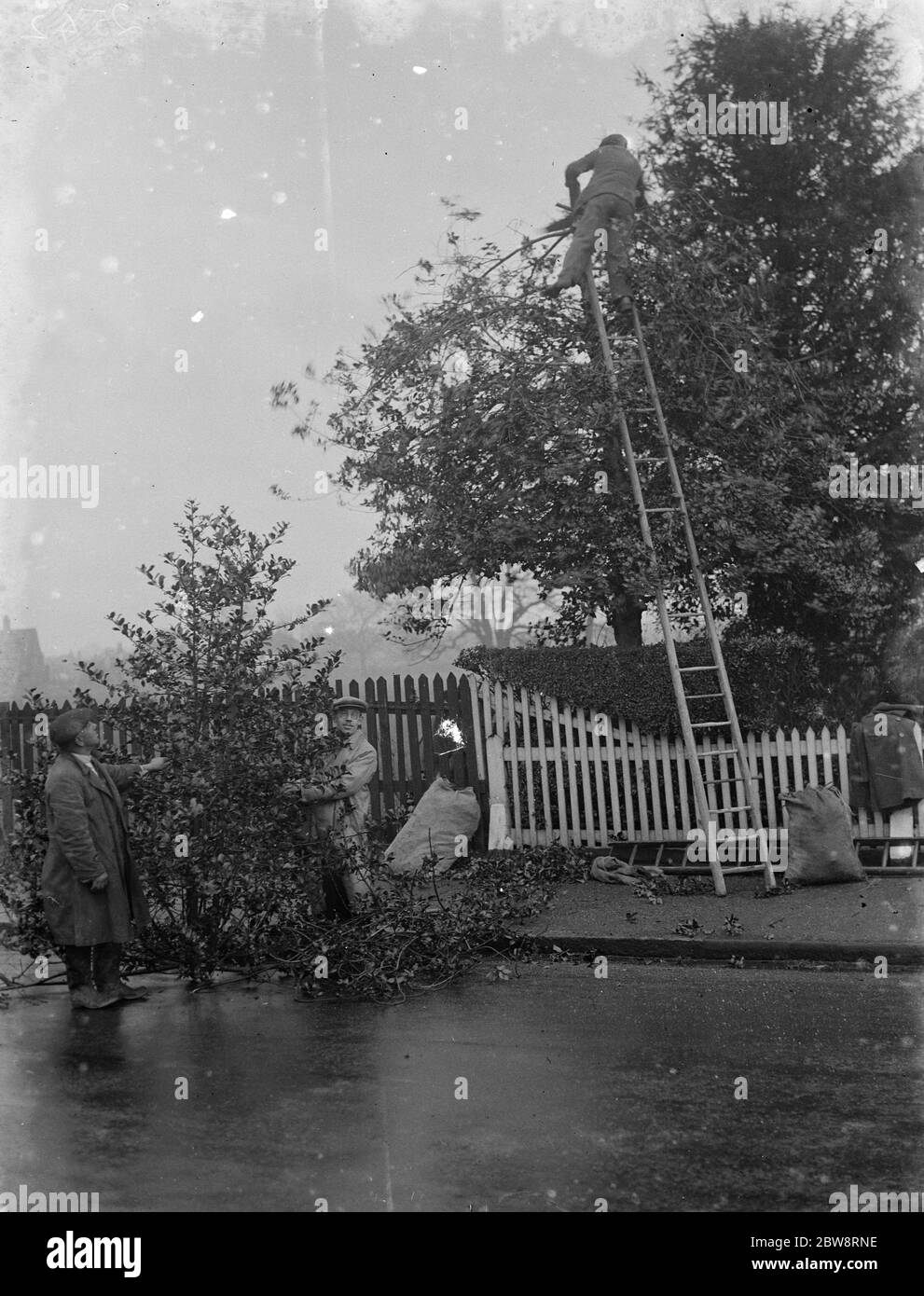 Uomini che tagliano agrifoglio a Chislehurst , Kent . 1935 Foto Stock