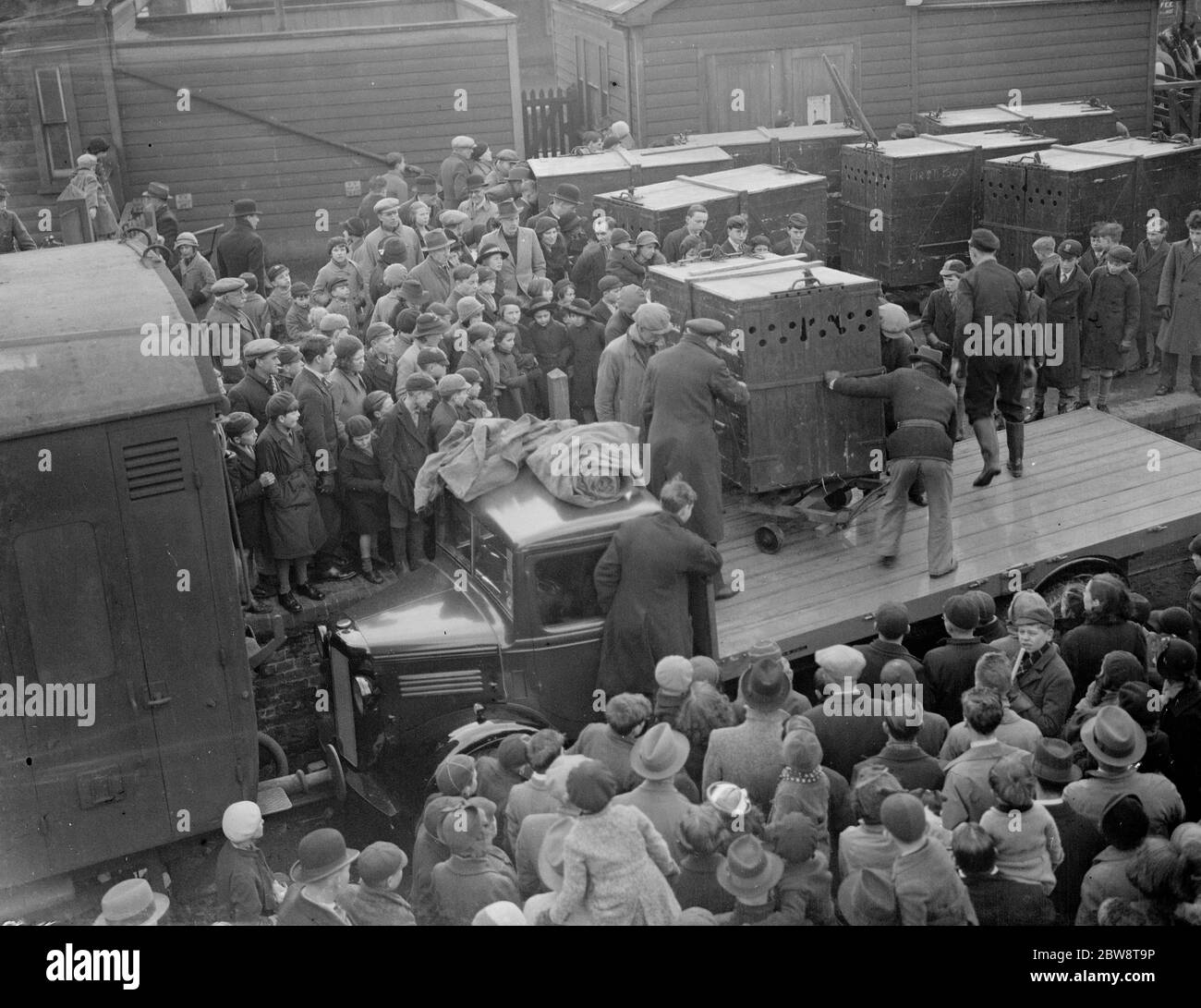 I camion della Penfold che consegnano leoni scatolati ai binari ferroviari per il carico sui treni per il trasporto. Una grande folla guarda come gli uomini scaricano uno dei leoni dalla parte posteriore del camion . 12 febbraio 1938 Foto Stock